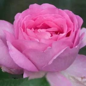 Mum in a Million Rose Hybrid Tea Rose (Rosa Mum in a Million) 1